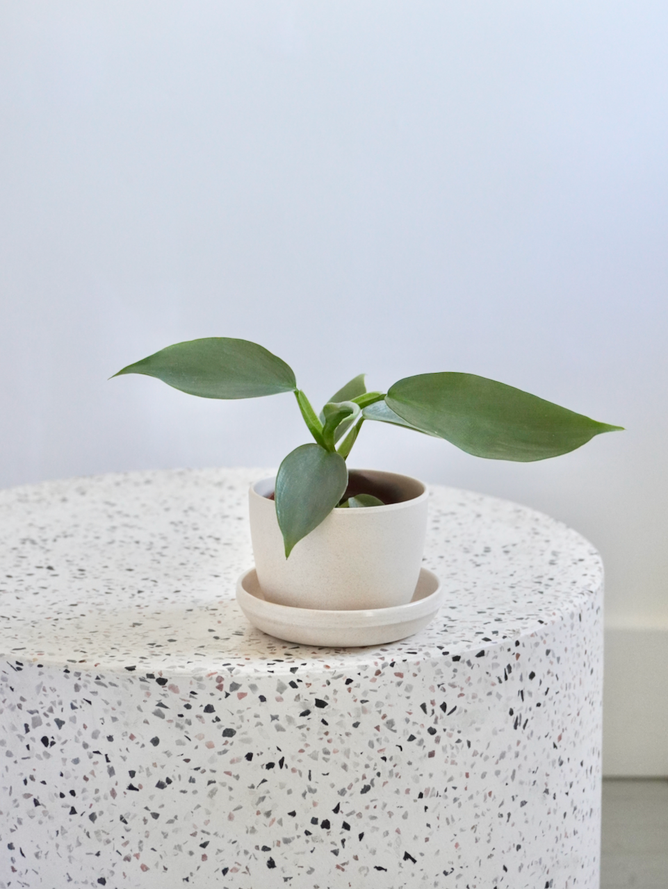 Phil the Philodendron 'Silver Sword', XS
