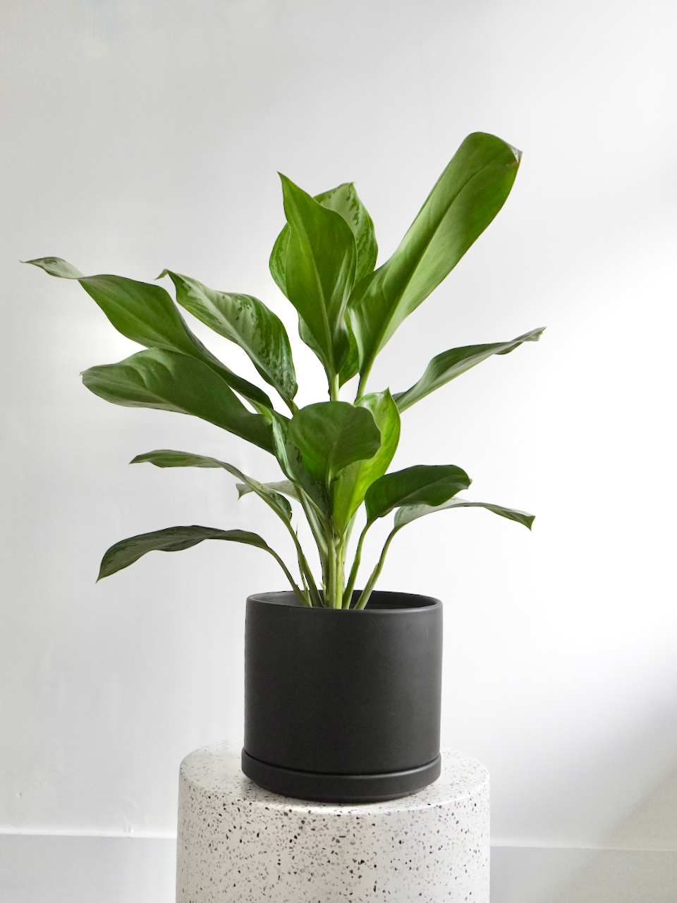 Gloria the Aglaonema 'Silver Bay', Large