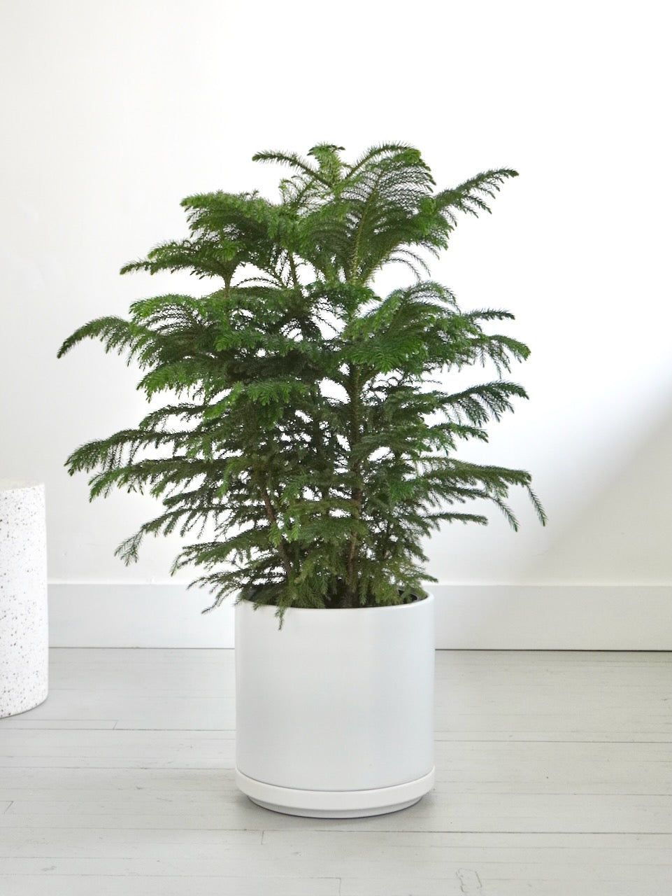 Noel the Norfolk Pine Tree, XL