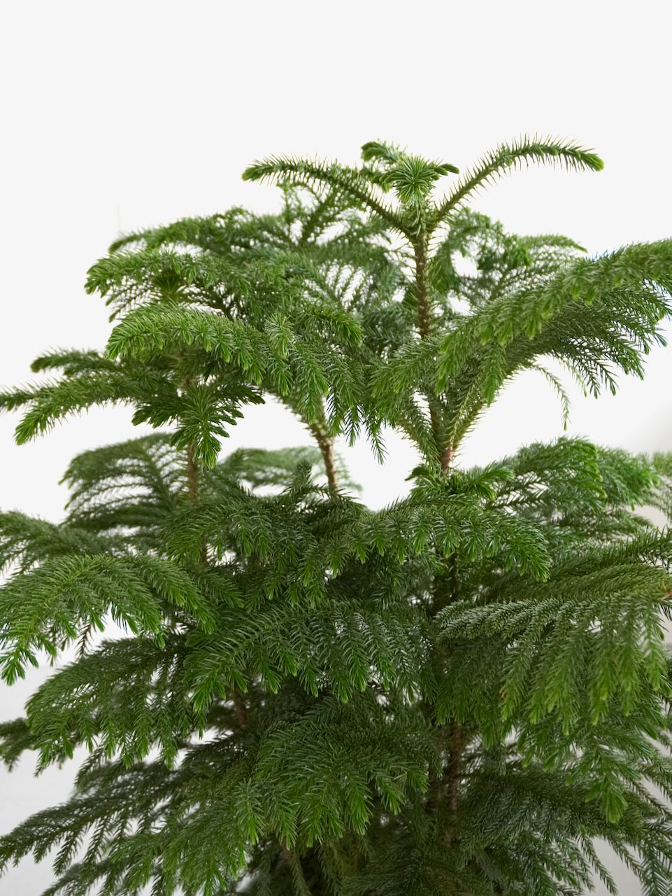 Noel the Norfolk Pine Tree, XL