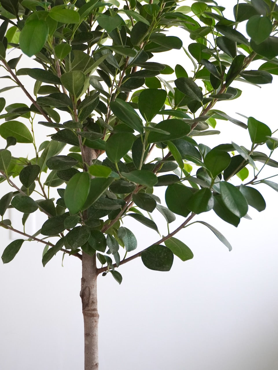 Gustav the Ficus Moclame, XL