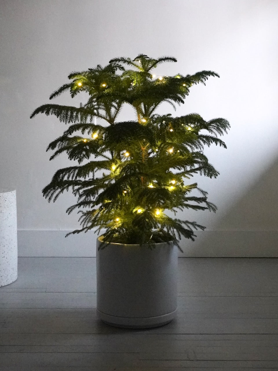 Noel the Norfolk Pine Tree, XL