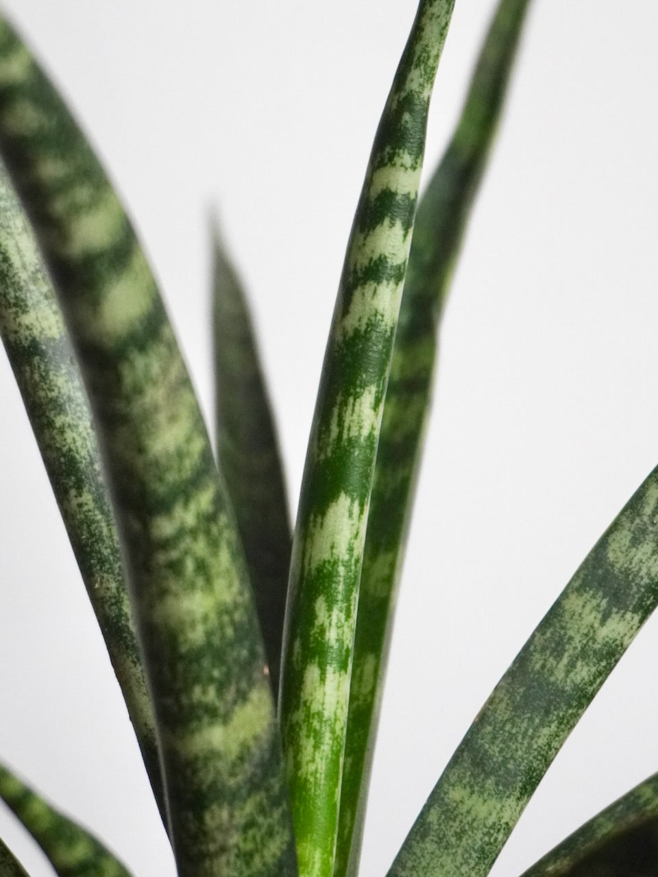 Monty the Snake Plant 'Fernwood', Small