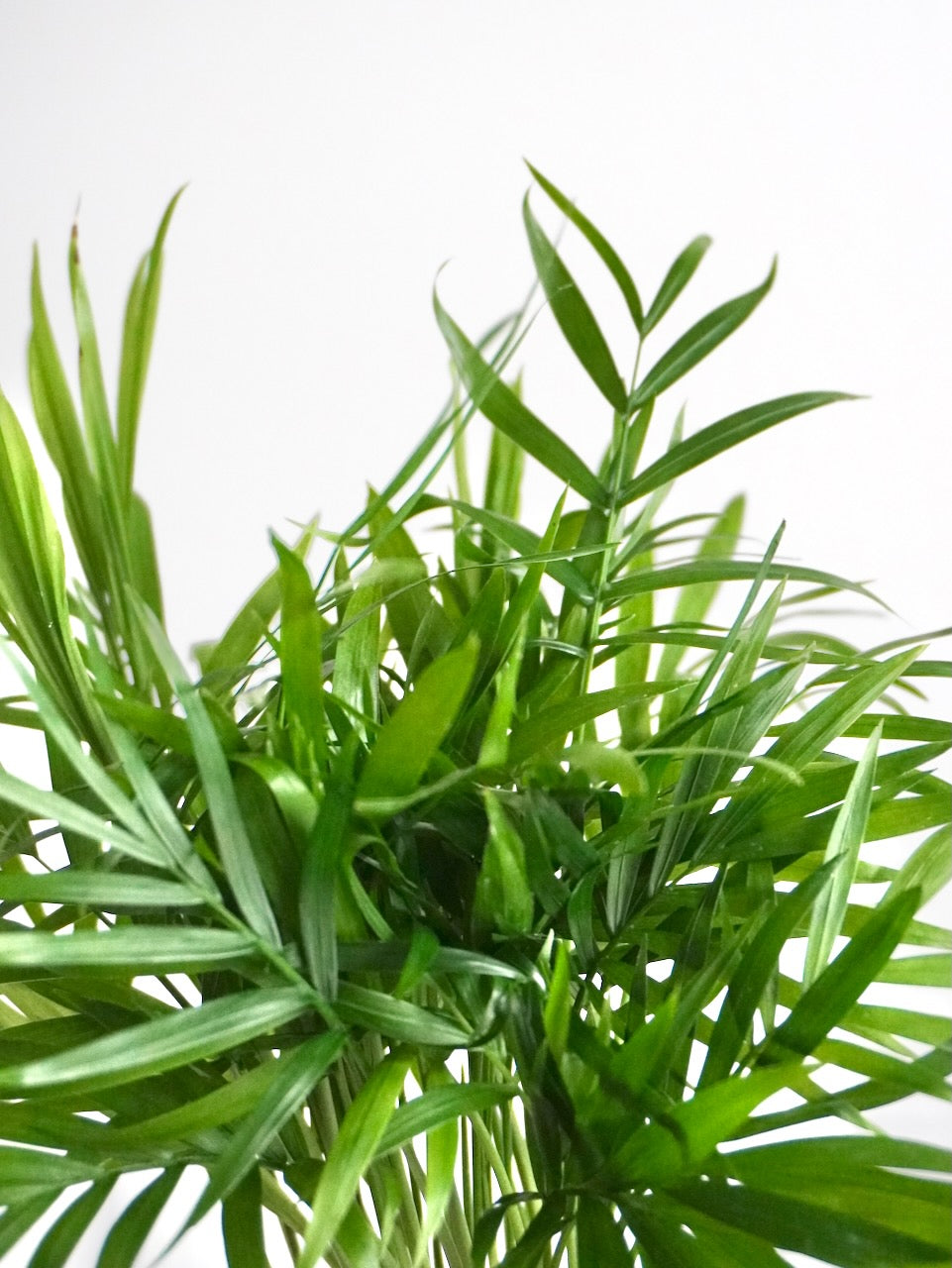 Mr. Carson the Parlour Palm, Small