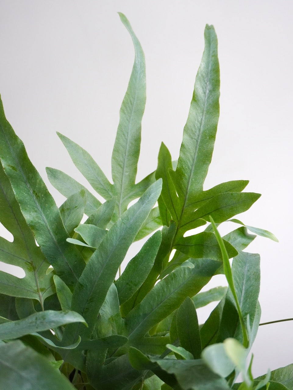 Patrick the Blue Star Fern, Small