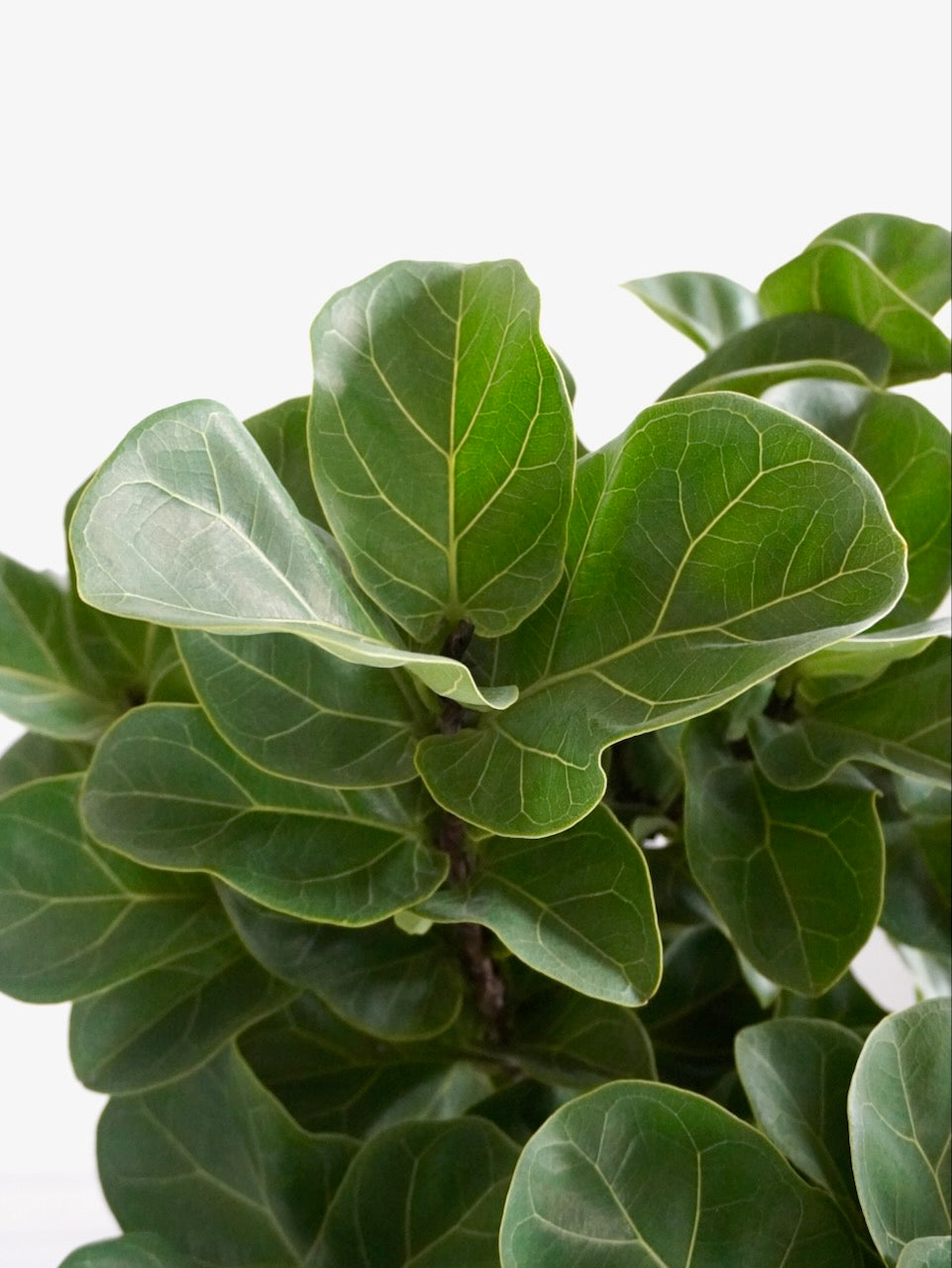 Figgy the Fiddle Leaf Fig 'Bambino', XL