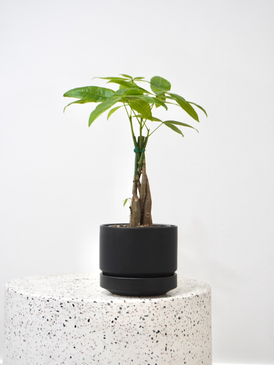 Cash the Money Tree, Small