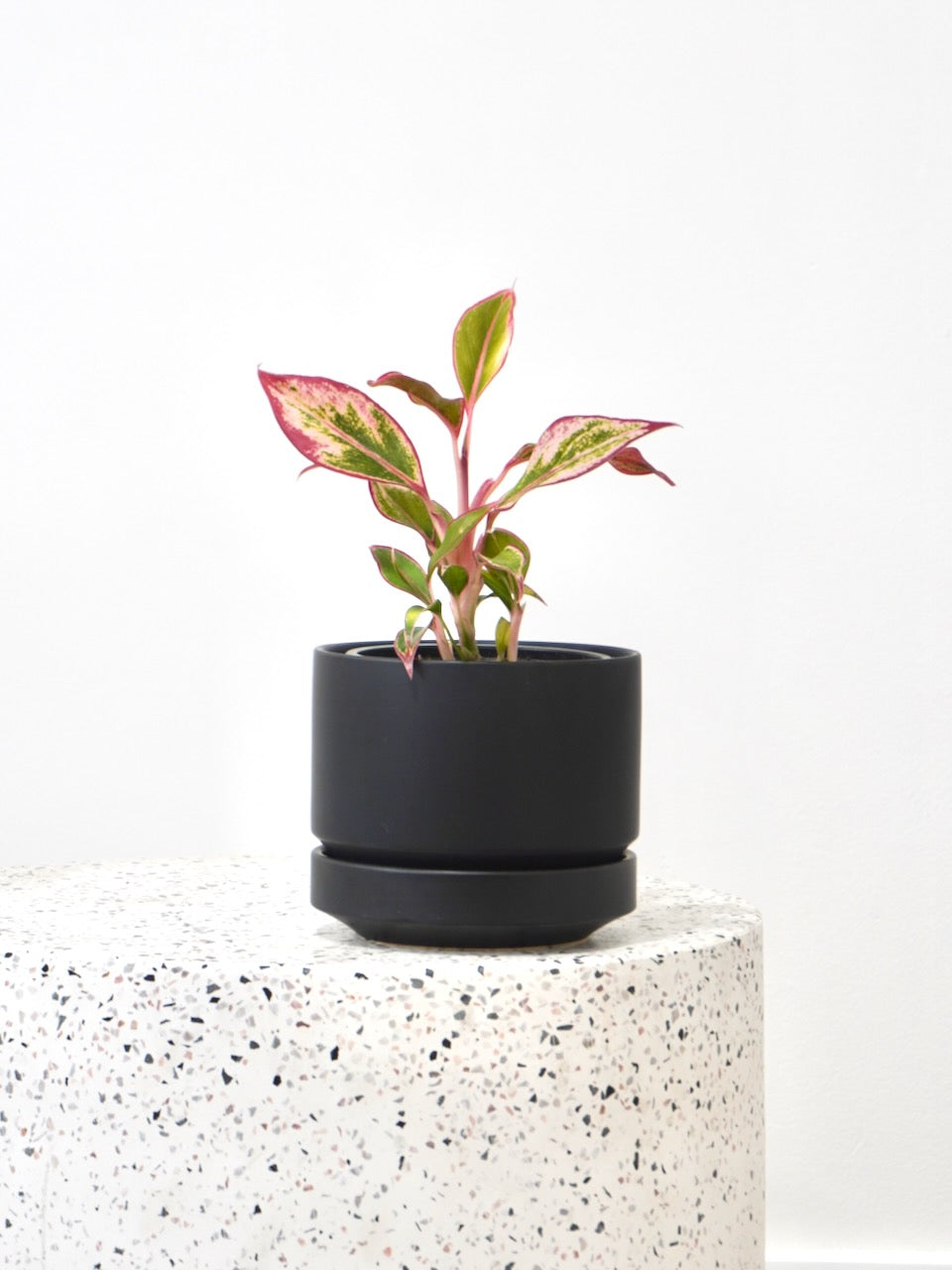 Gloria the Aglaonema 'Siam Aurora', Small