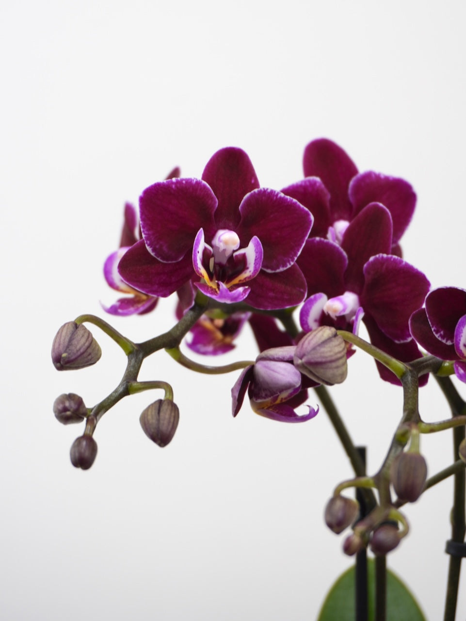 Miniature Moth Orchid, XS (Multiple Colours)*Fully Bloomed*