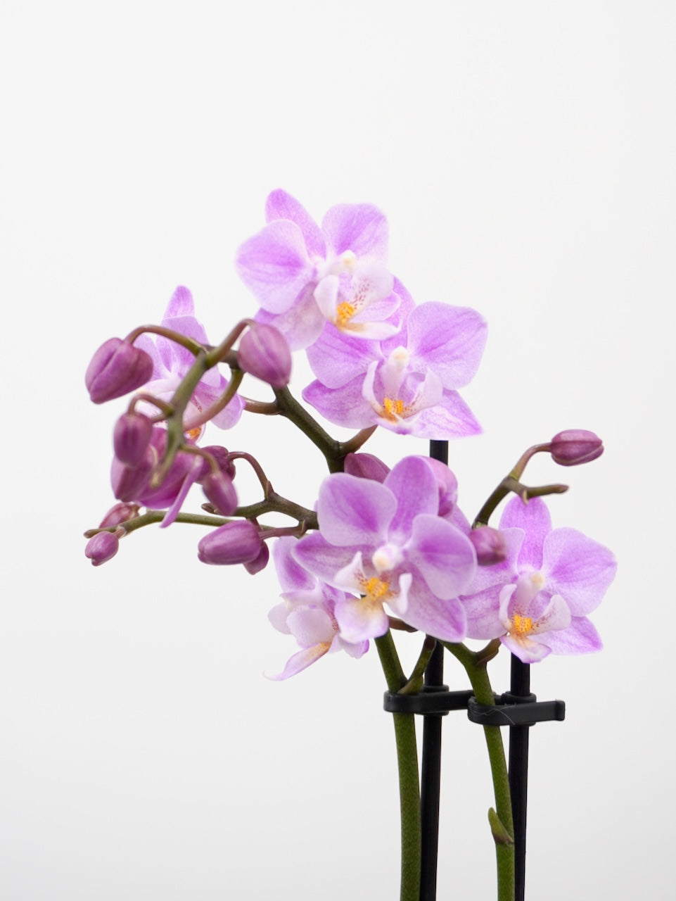 Miniature Moth Orchid, XS (Multiple Colours)*Fully Bloomed*