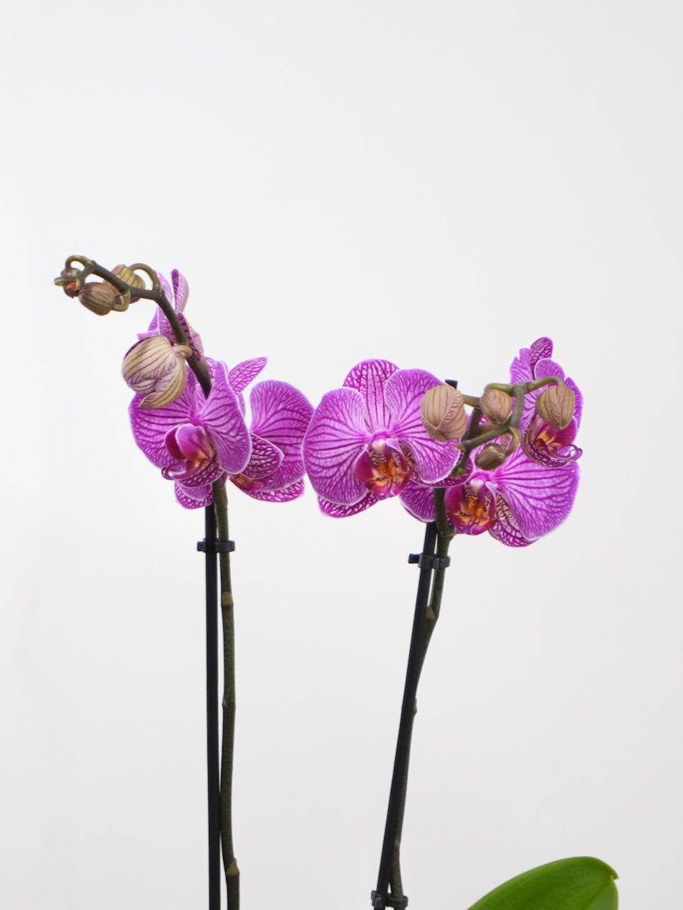 Moth Orchid, Medium (Multiple Colours) *Fully Bloomed*