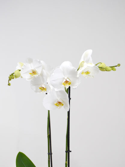 Moth Orchid, Medium (Multiple Colours) *Fully Bloomed*