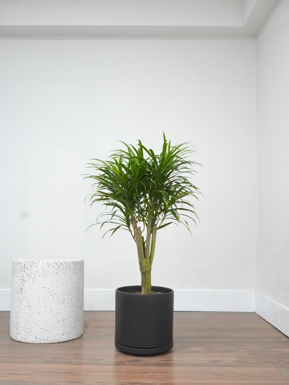 Annie the Dracaena Anita, XL
