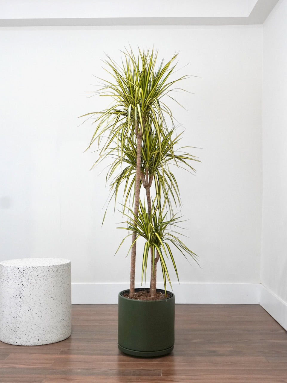 Puff the Dragon Tree 'Kiwi', XL