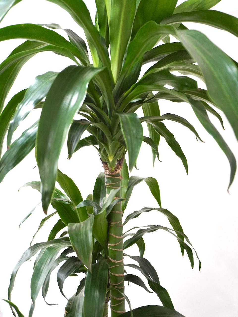 Jewel the Lisa Cane, XXL *Online Only*