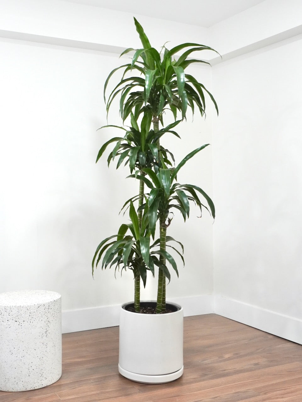 palm plants uk Dypsis lutescens