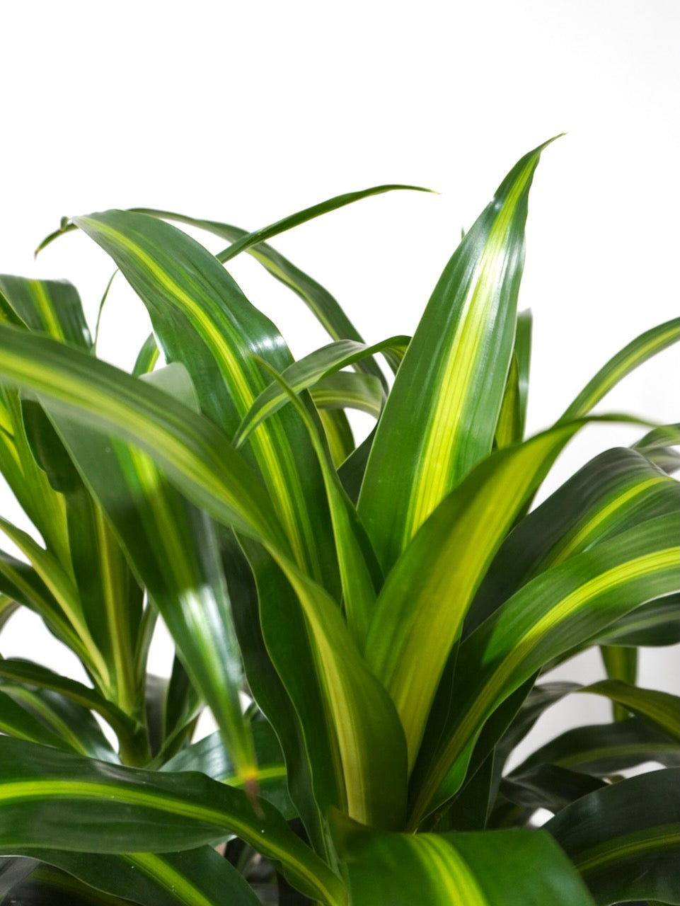 Dawn the Dracaena Hawaiian Sunshine Bush, XL