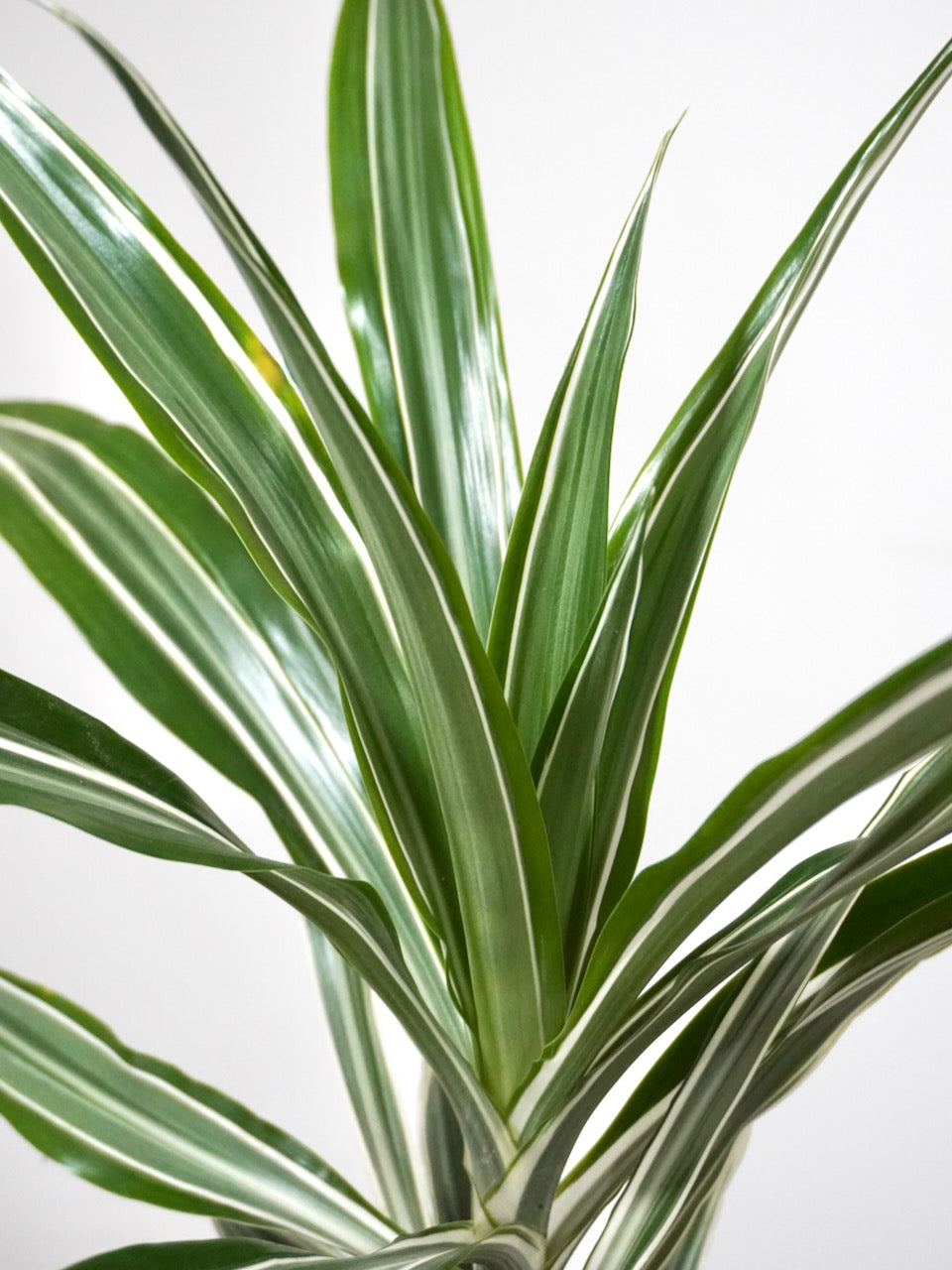 Warner the Dracaena Warneckii, XL Tall