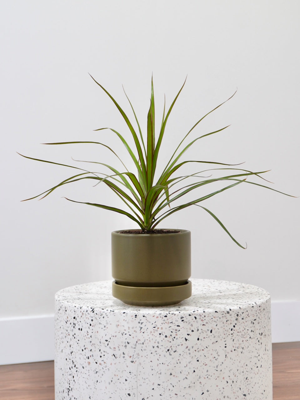 Puff the Dragon Tree, Small