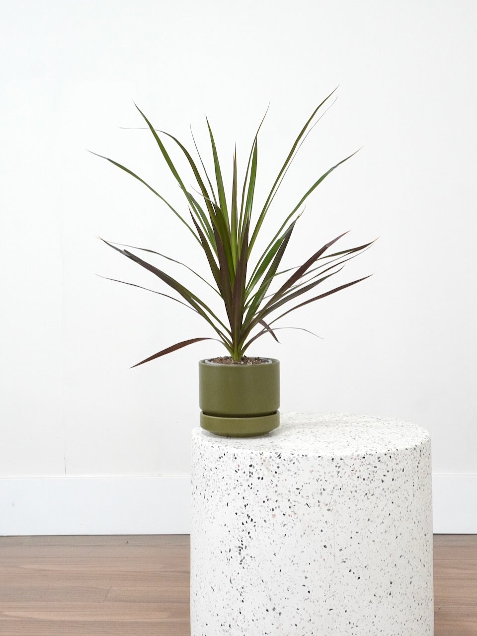 Puff the Dragon Tree, Small