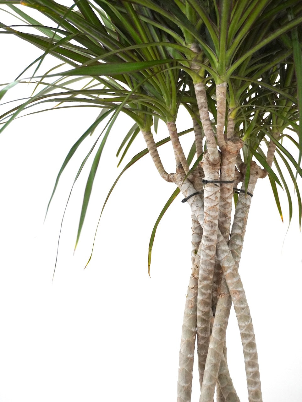 Puff the Dragon Tree 'Open Weave', XL Tall