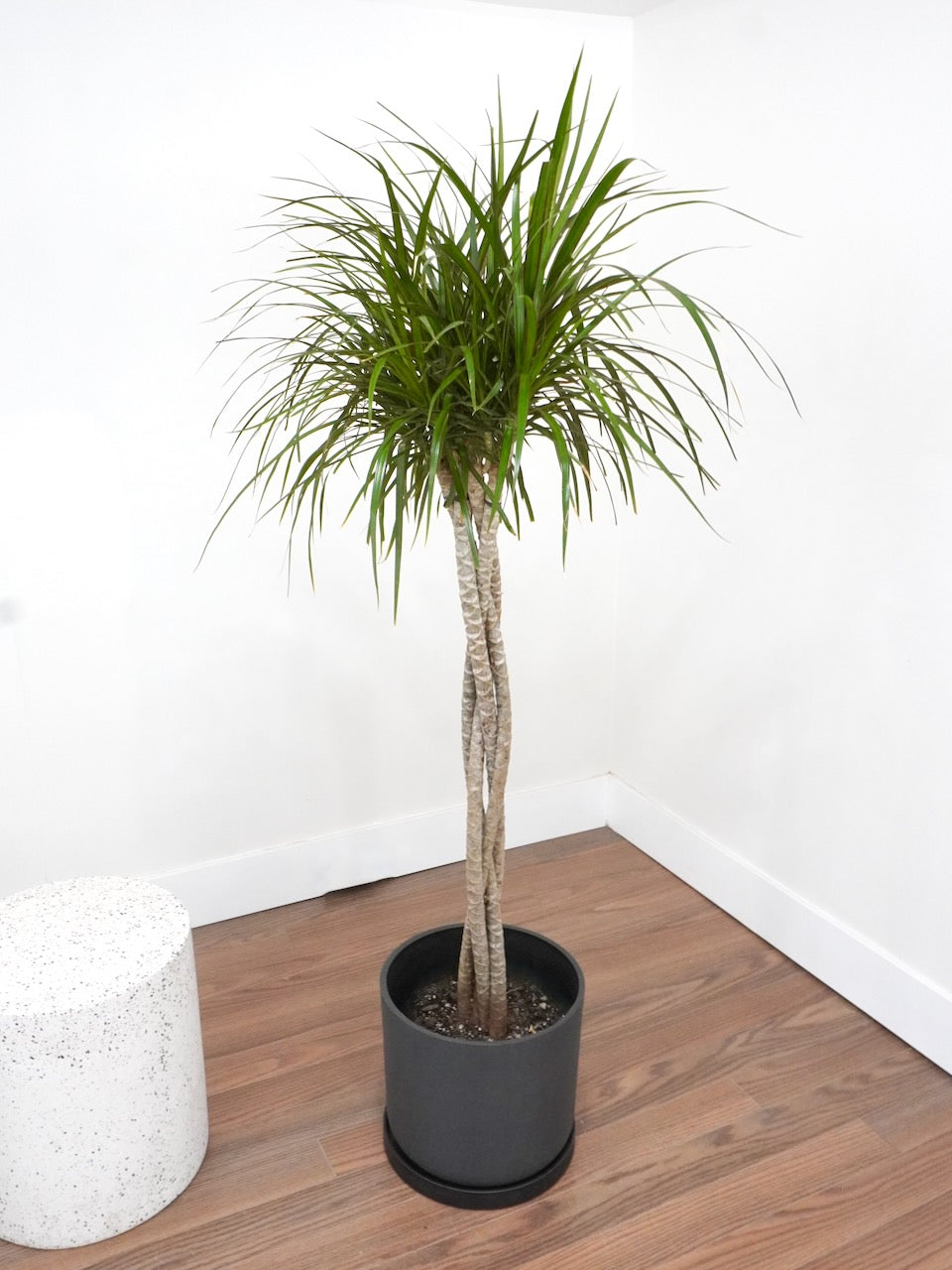 Puff the Dragon Tree 'Twist', XL