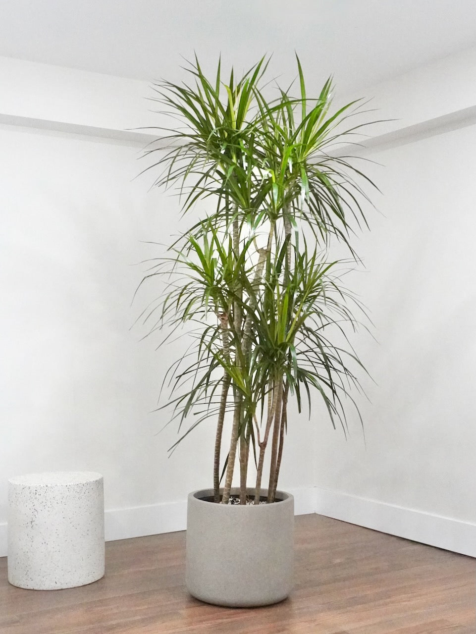 indoor plant dracaena Dragon Tree, Dracaena Marginata | Vancouver Indoor Plant Store