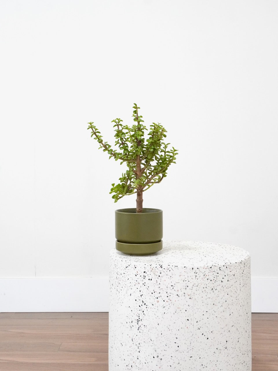 Gimli the Dwarf Jade Plant, Small