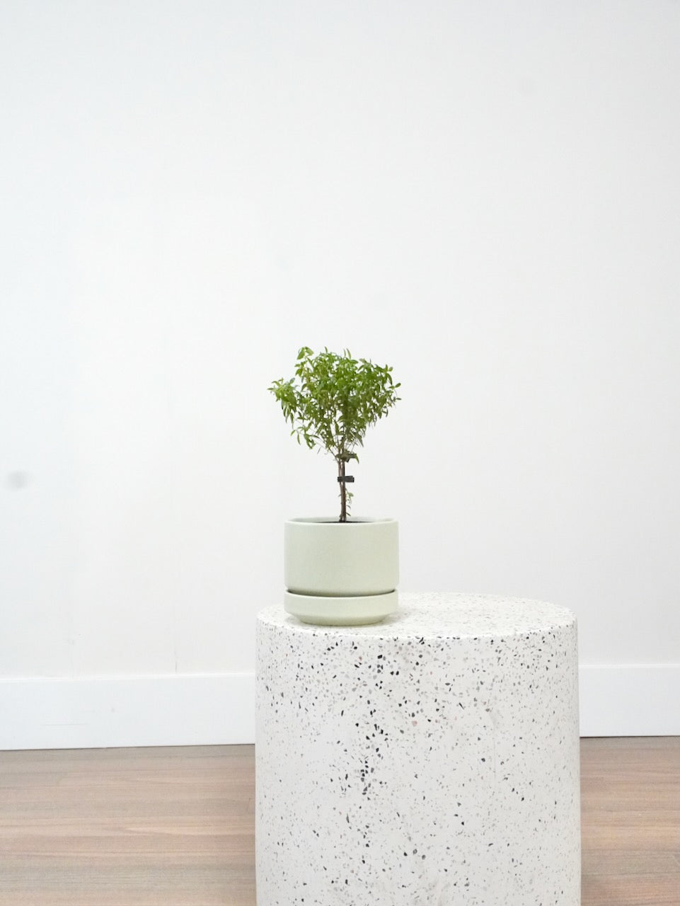 Bashful the Dwarf Myrtle Tree, Small