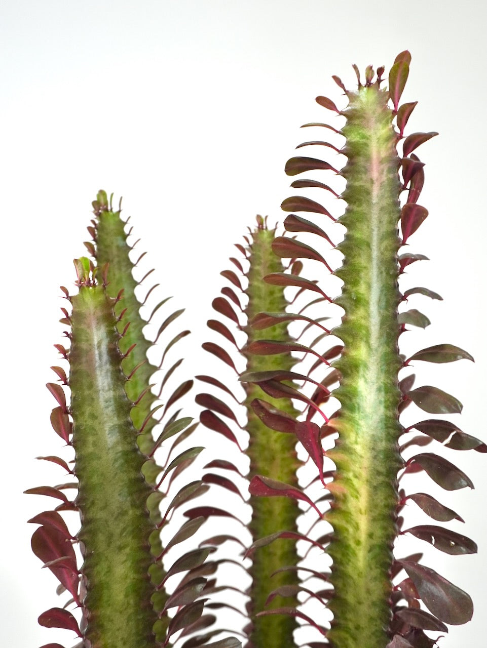 Waka the African Milk Cactus 'Rubra', Large