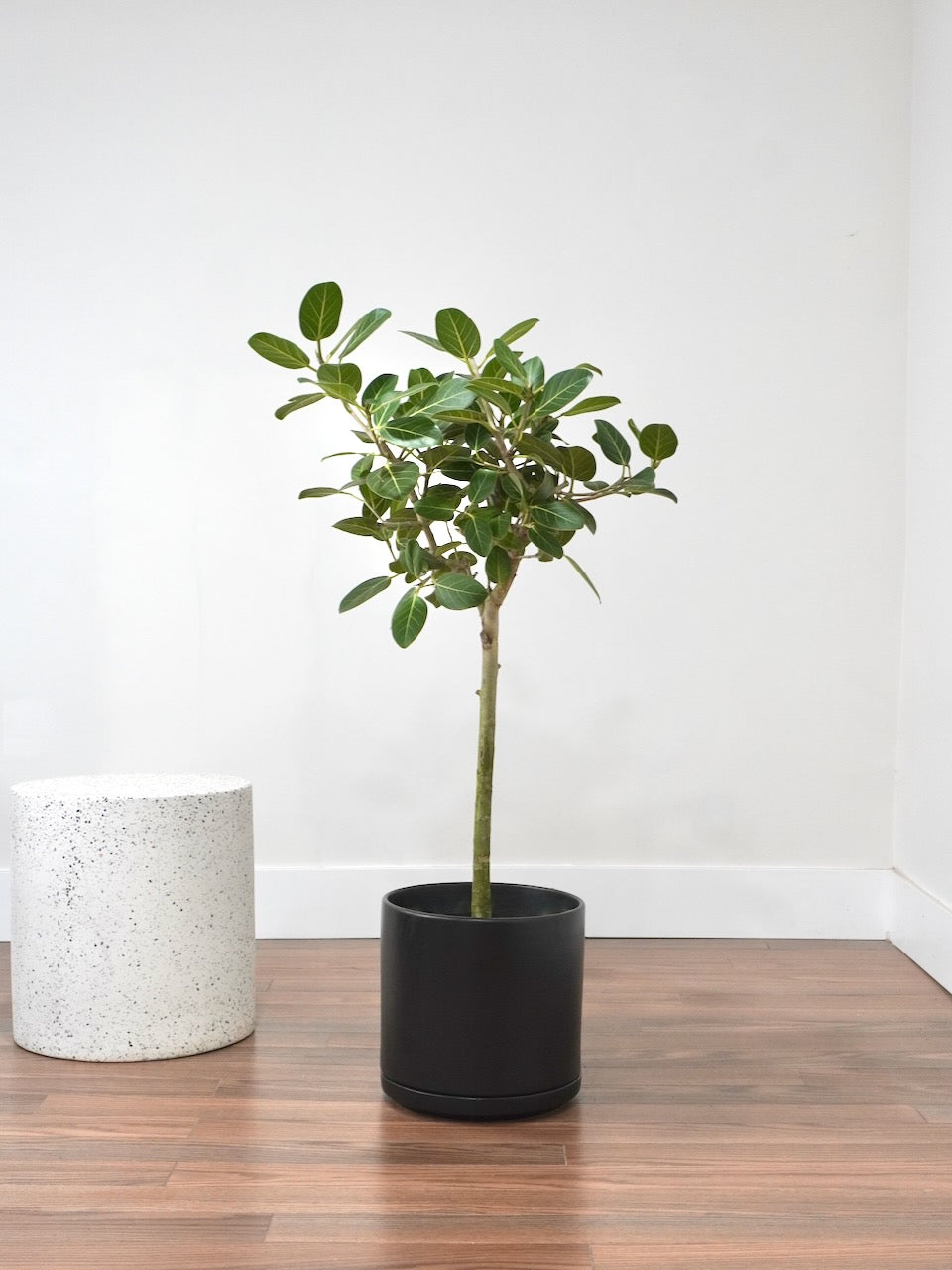 ficus audrey hard to get Ficus Audrey Plant | Vancouver Plant Store