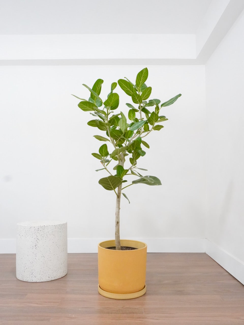 ficus audrey hard to get Ficus Audrey Plant | Vancouver Plant Store