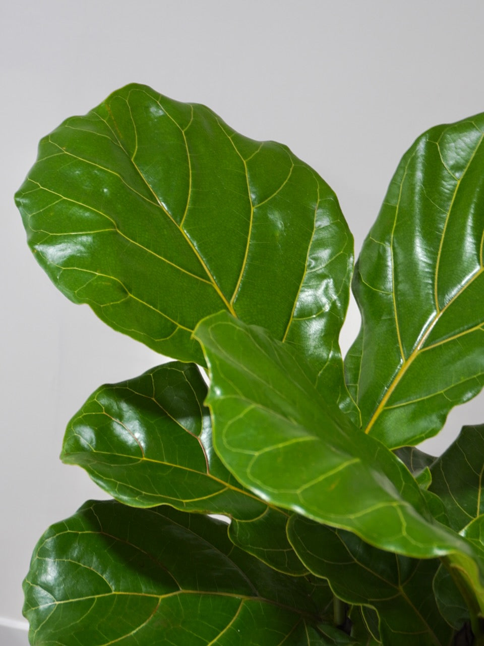 Figgy the Fiddle Leaf Fig, XL