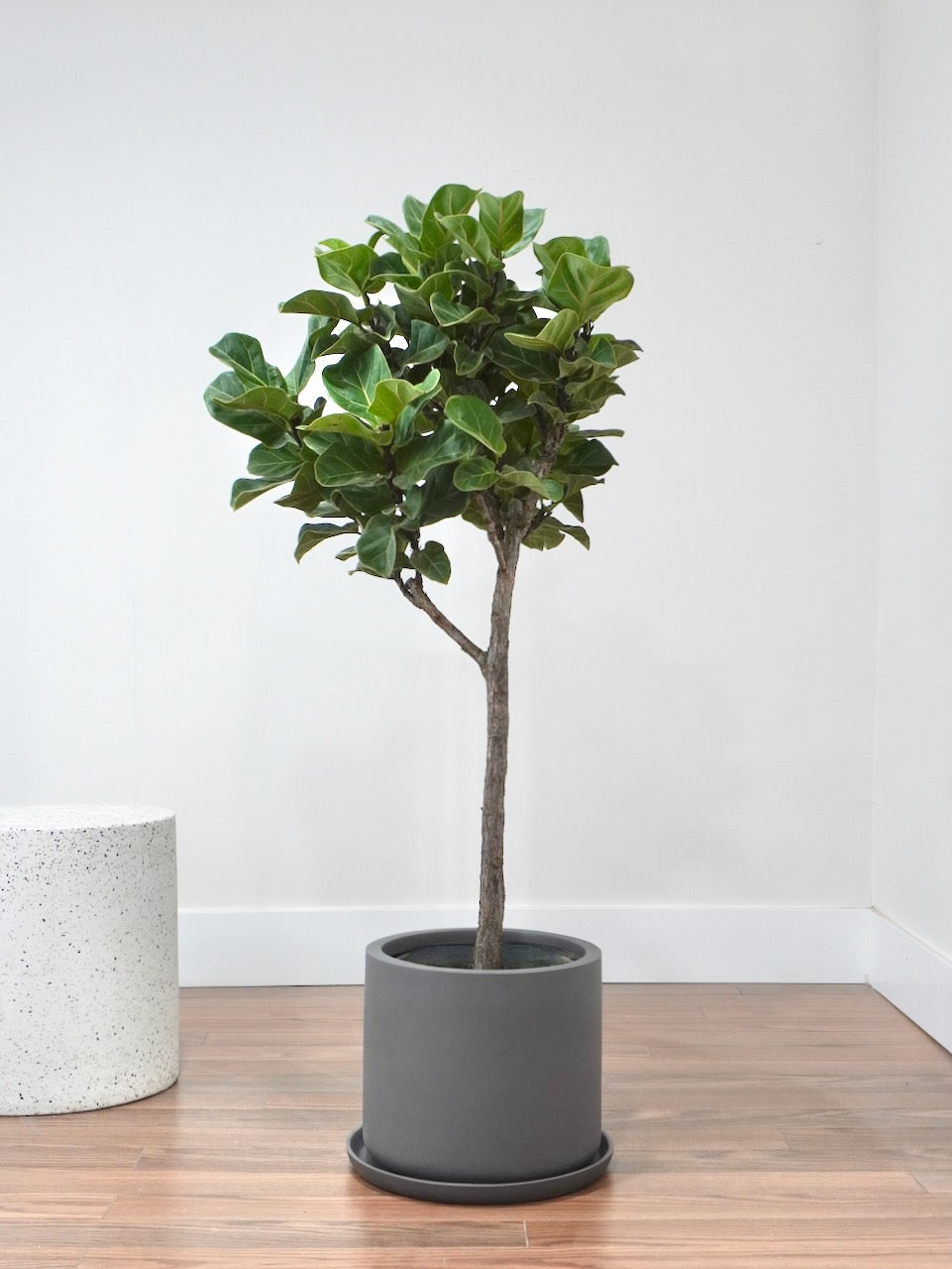 Figgy the Fiddle Leaf Fig 'Bambino', XL Tall