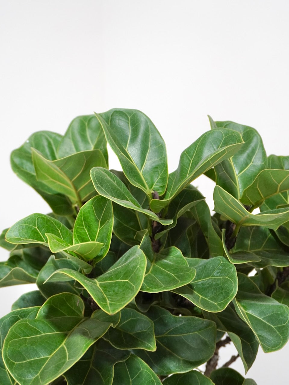 Figgy the Fiddle Leaf Fig 'Bambino', XL Tall