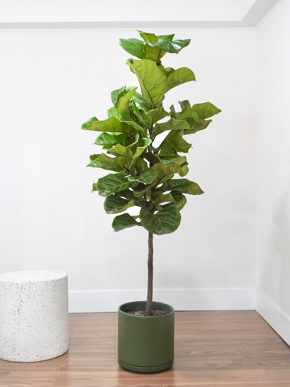 Figgy the Fiddle Leaf Fig, XL Tall