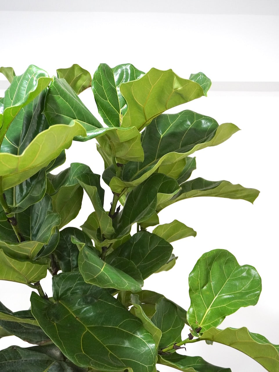 Figgy the Fiddle Leaf Fig, XXL