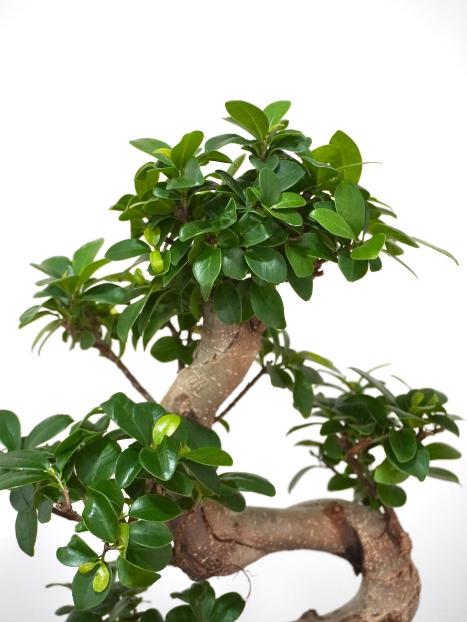 Ginny the Ficus Ginseng Bonsai, Large