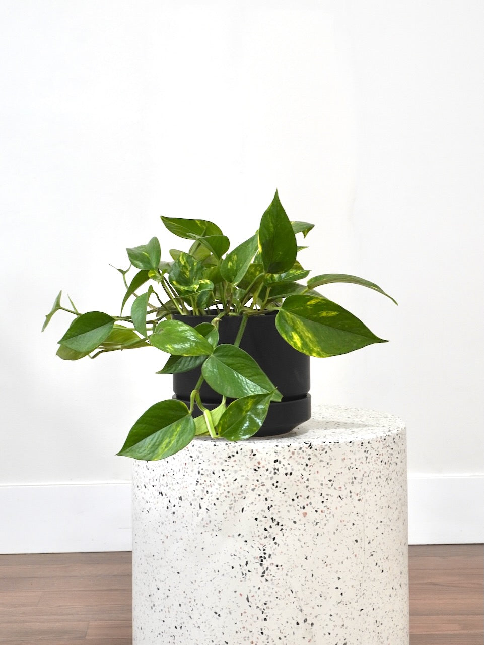 pothos media Golden Pothos Plant | Vancouver Plant Store