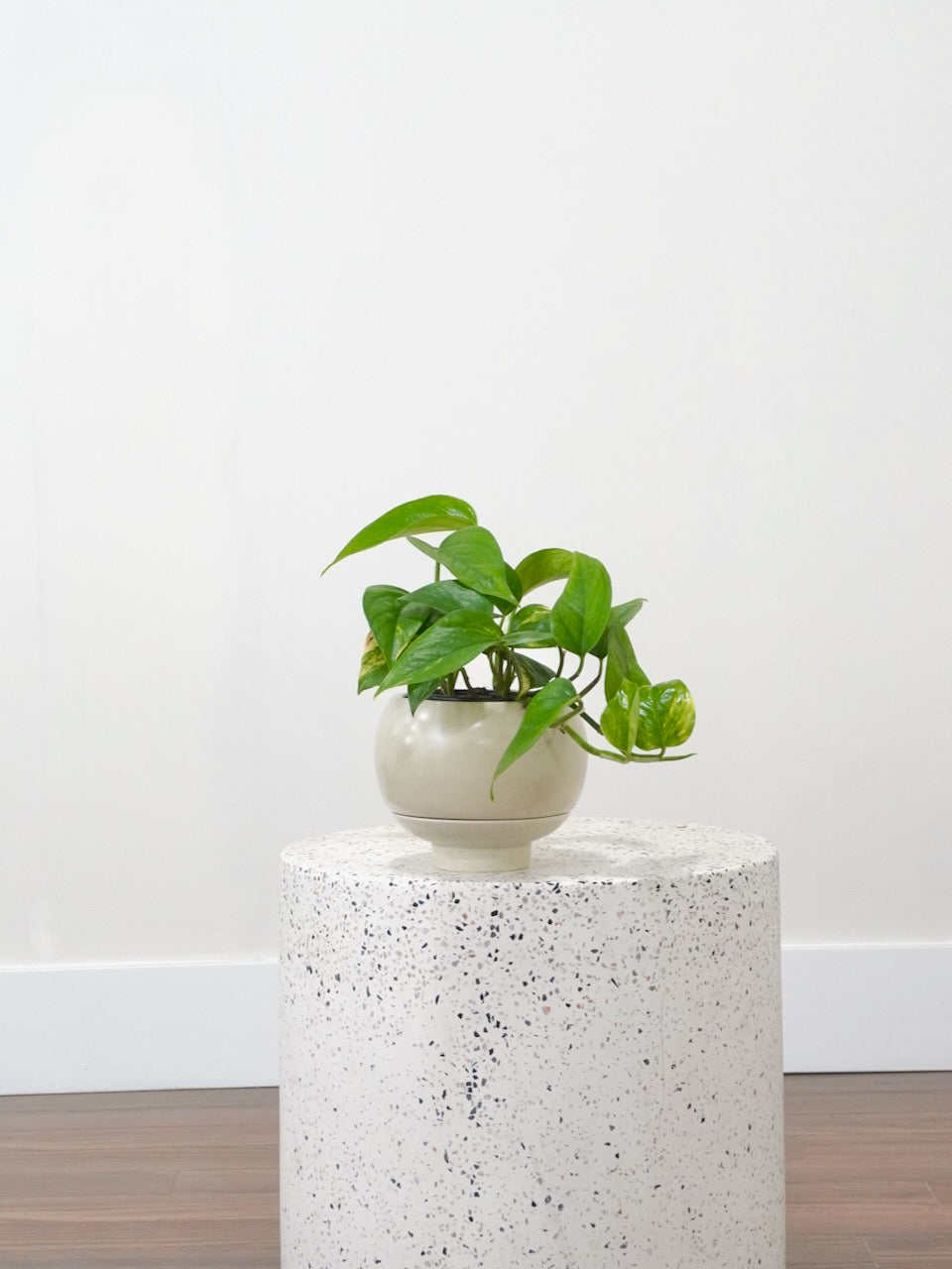 pothos mini Golden Pothos Plant | Vancouver Plant Store