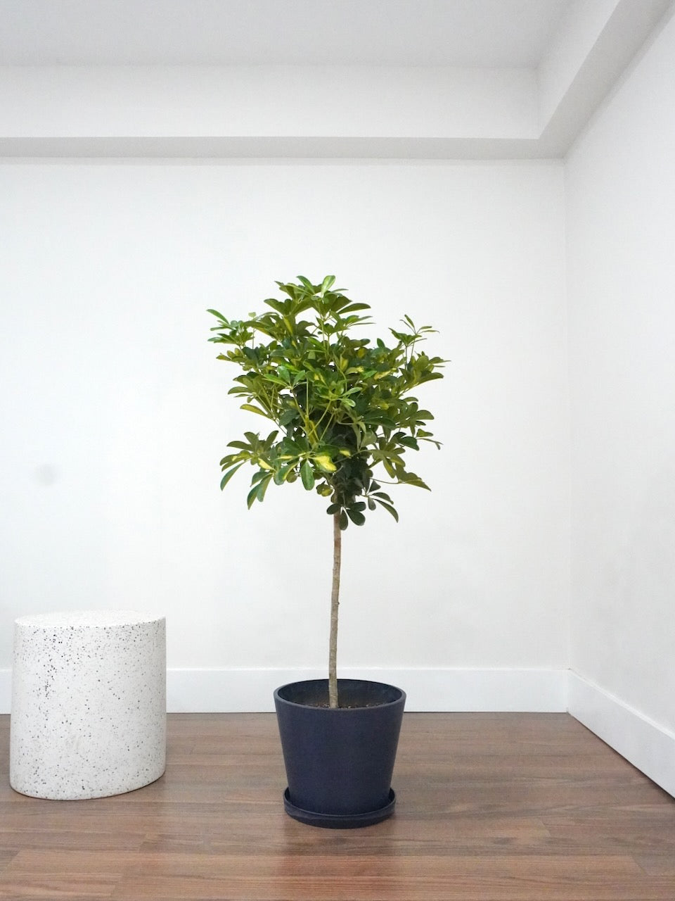 Lei the Hawaiian Schefflera Tree, XL