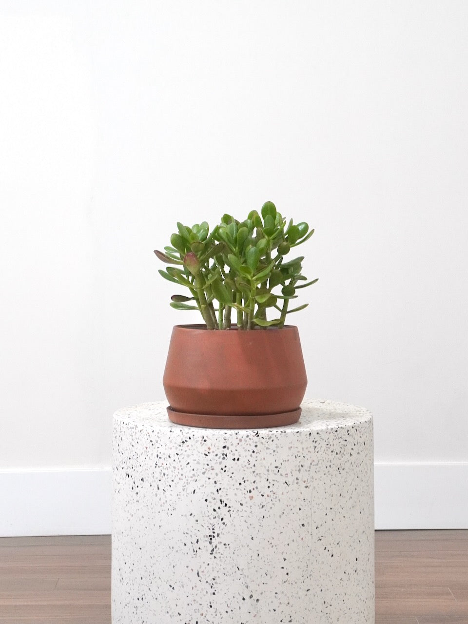 Emerald the Jade Plant, Medium
