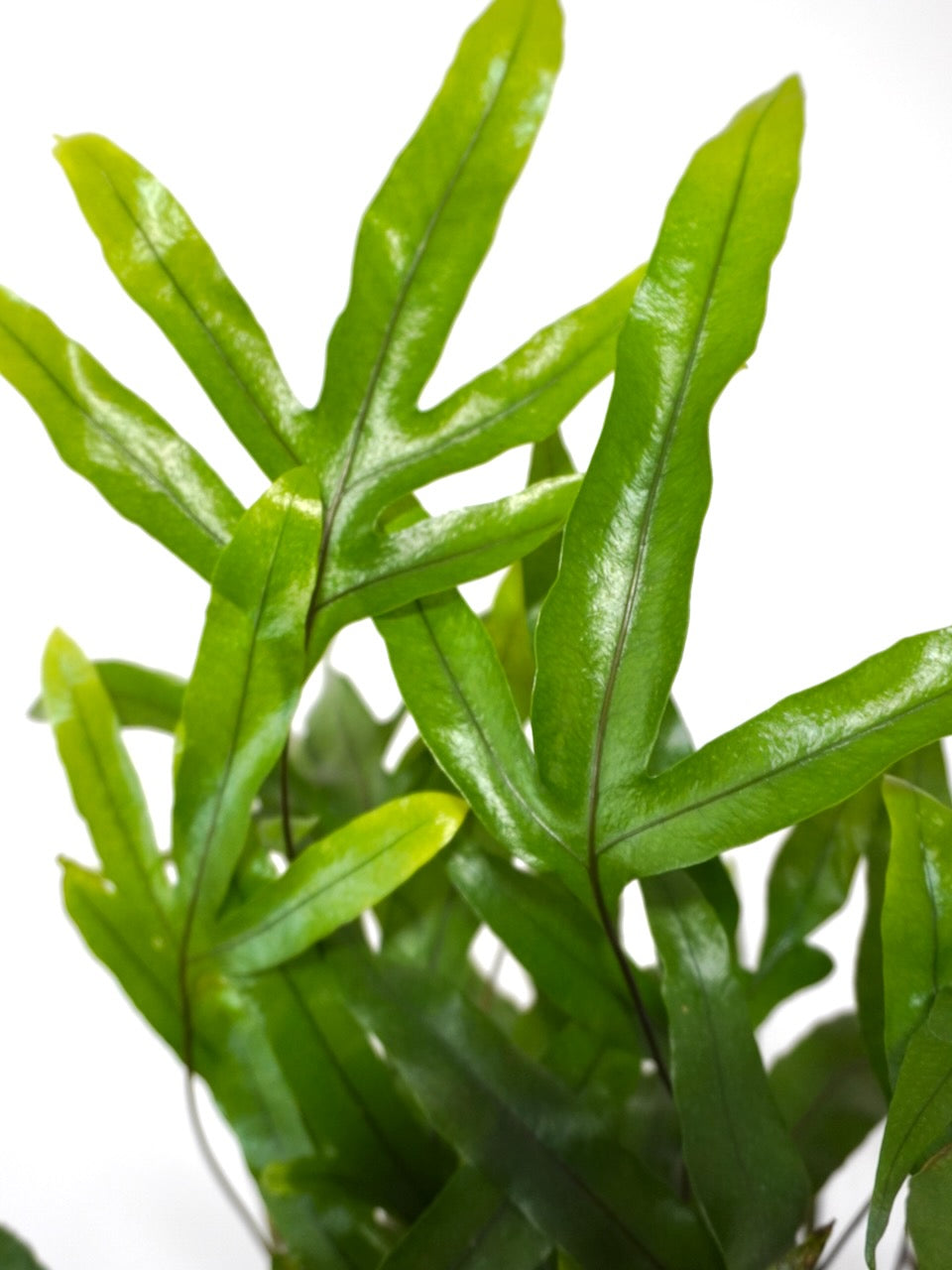 Joey the Kangaroo Paw Fern, Medium