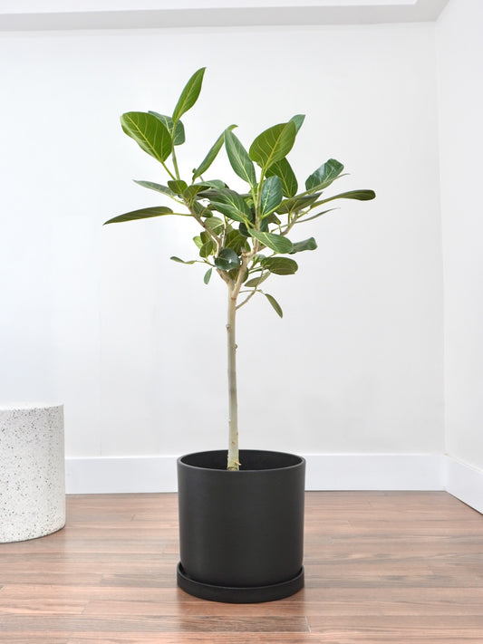 Khan the Ficus Audrey, XL