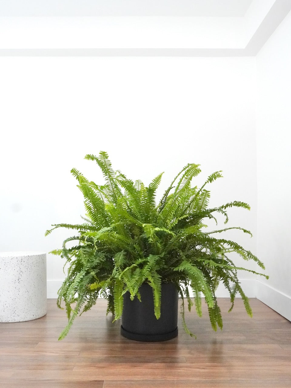 Kimberly Queen Fern, XL
