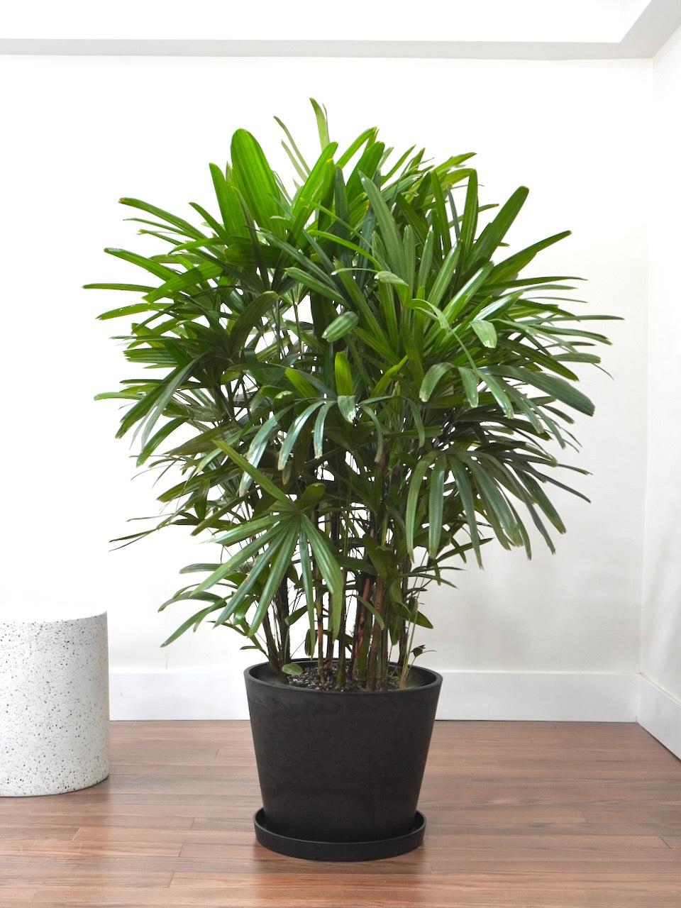 Elvis the Rhapis Palm, XXL *Special Order*