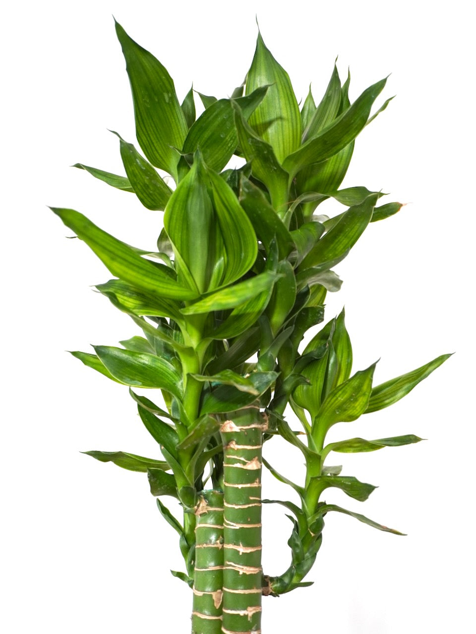 Chan the Lucky Bamboo, Medium