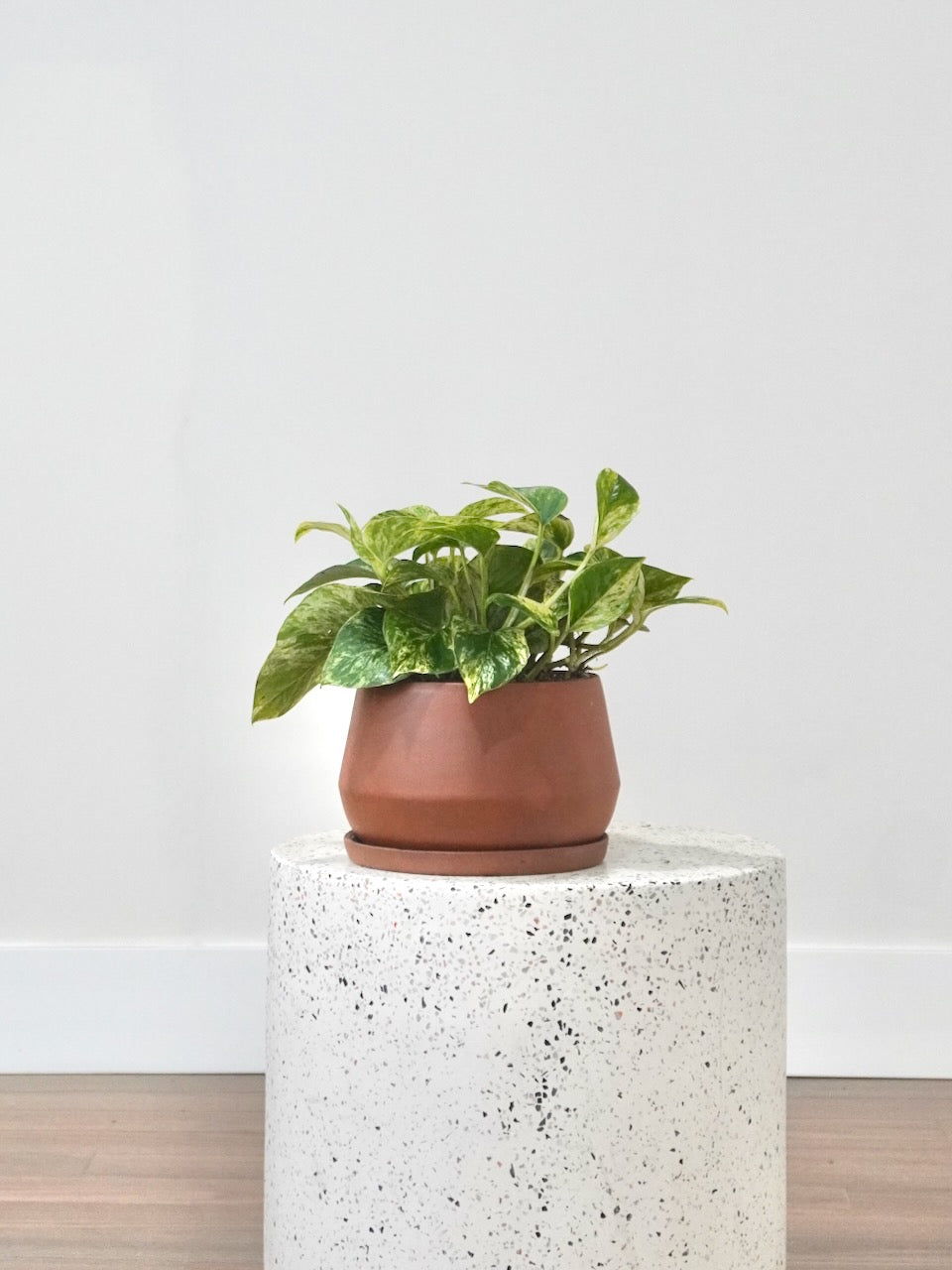 Jab-Jab the Pothos 'Marble Queen', Medium