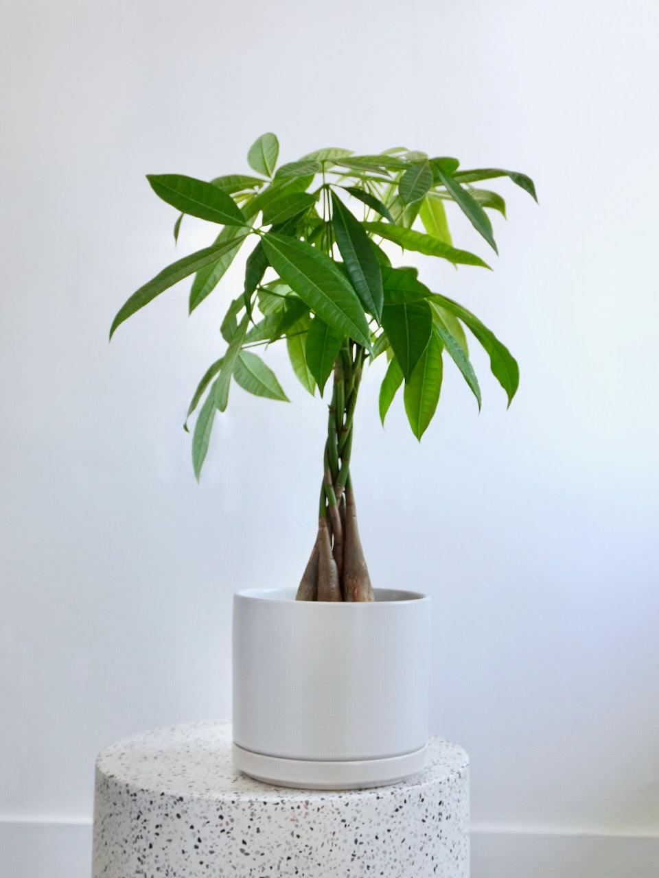 Money tree on sale