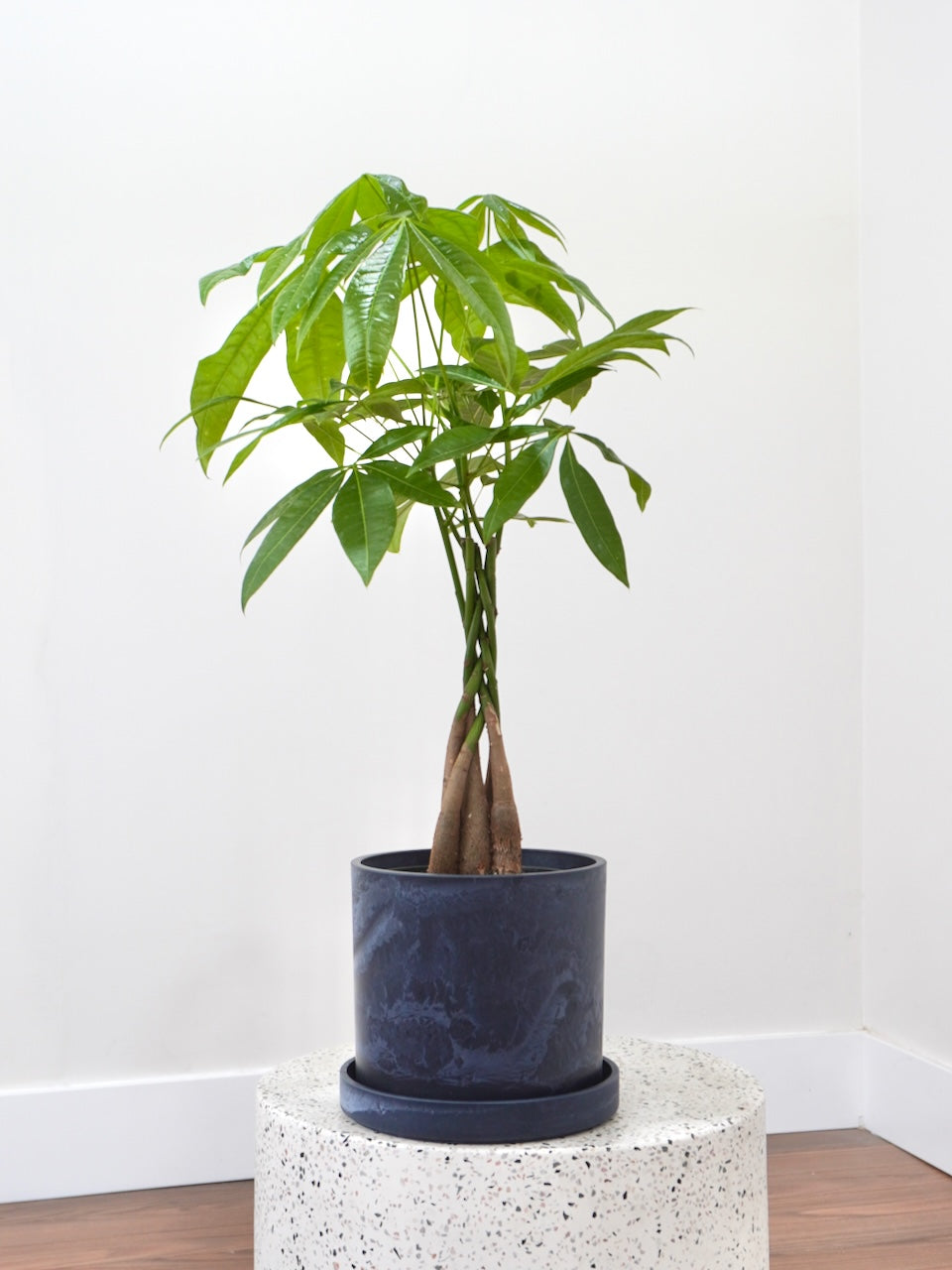 Cash the Money Tree, Medium